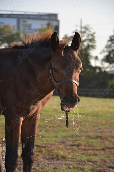 Obraz a young bay colt