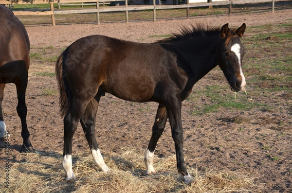 Obraz a young bay colt