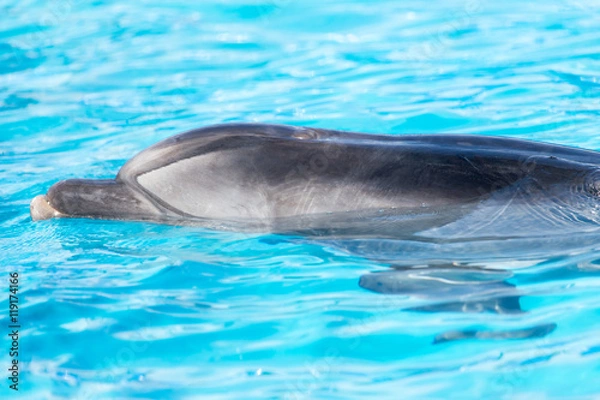 Obraz Dolphin in the pool