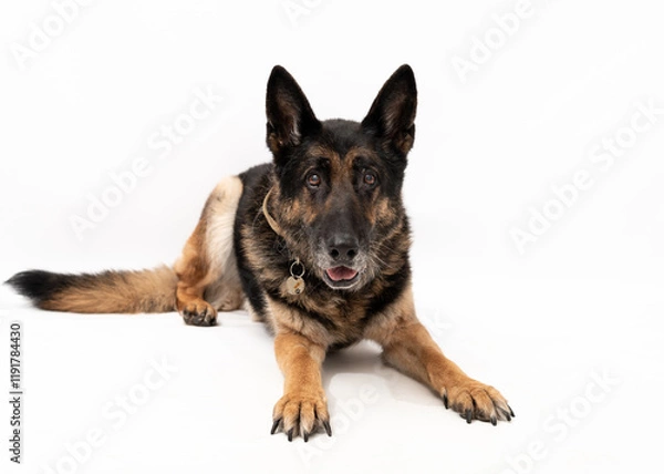 Obraz German shepherd dog isolated on a white background