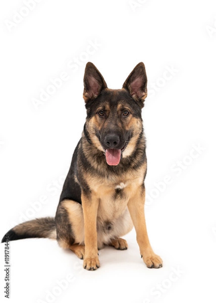 Obraz German shepherd dog isolated on a white background