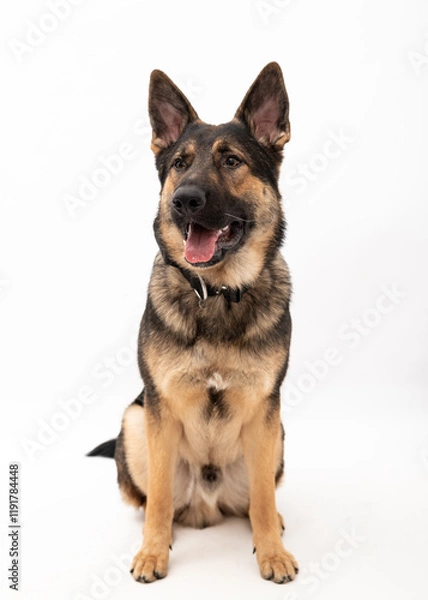 Obraz German shepherd dog isolated on a white background