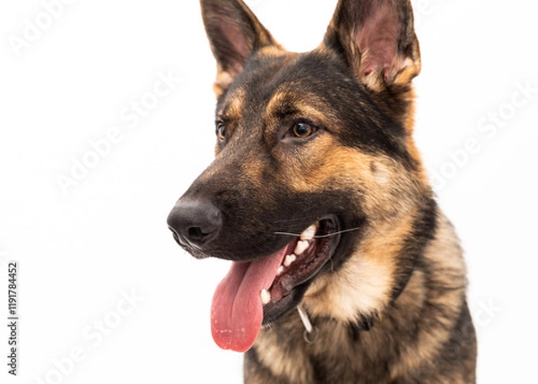 Obraz German shepherd dog isolated on a white background