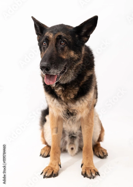 Obraz German shepherd dog isolated on a white background