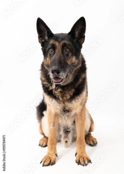 Obraz German shepherd dog isolated on a white background