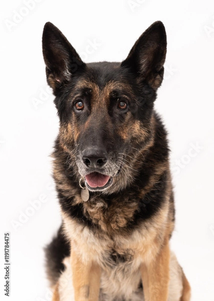 Obraz German shepherd dog isolated on a white background