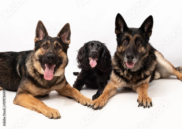 Obraz German shepherd and cocker spaniel on a white background