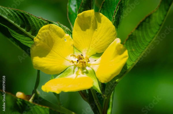Fototapeta Flor Amarilla