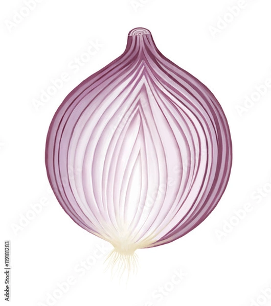 Obraz Red onion vegetable - hand-drawn raster illustration of a sliced red white onion, isolated on white background, metaphor of healthy eating