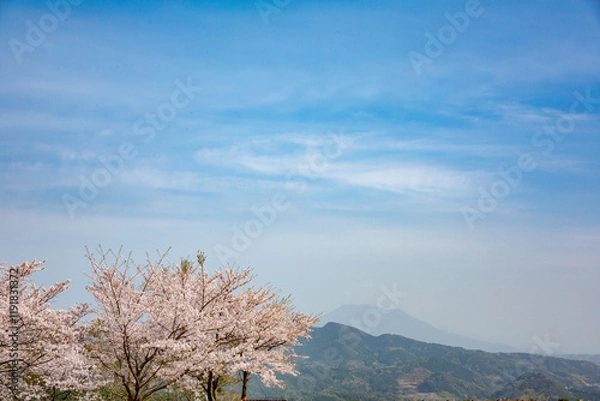 Obraz 八重山公園の満開の桜
