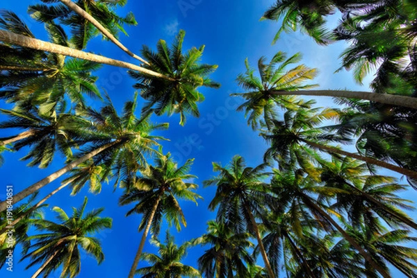 Fototapeta View of the tops of palm trees with large leaves