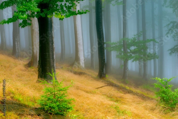 Fototapeta Summer forest with fog in the background