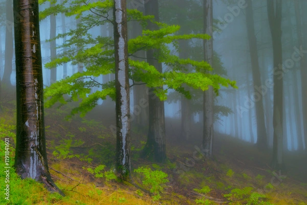 Fototapeta Summer forest with fog in the background