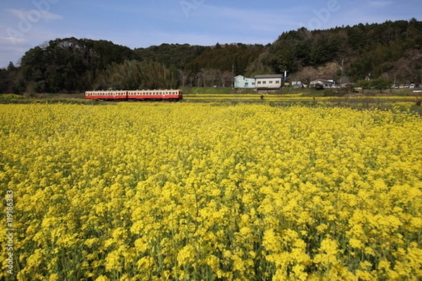 Fototapeta 菜の花