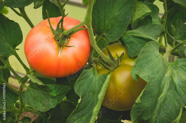 Fototapeta two tomatoes red and yellow on a branch/two tomatoes green and red hang on a branch in leaves
