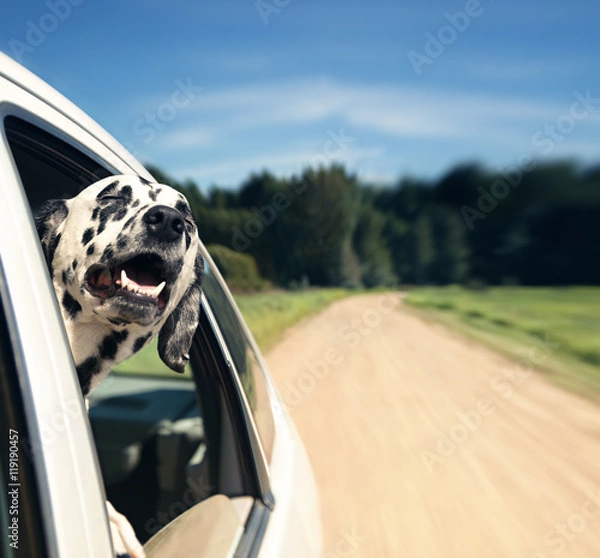 Fototapeta dog looks out of car window -- blurred and dog in focus