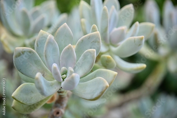 Fototapeta A close-up of Pachyphytum, showcasing its thick, fleshy leaves arranged in elongated rosettes. The surface is covered with a delicate white powder, adding a soft texture to the plant's aesthetic.
