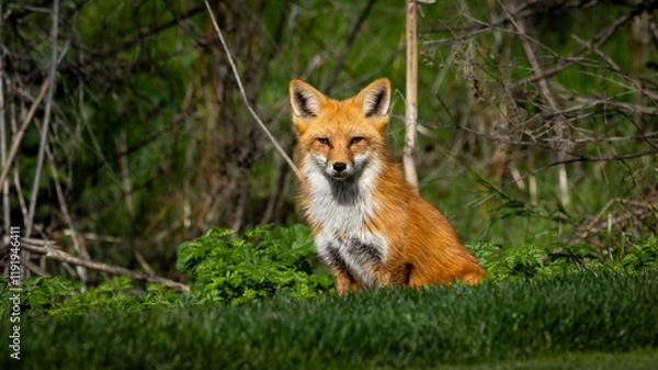 Fototapeta A Red Fox on a fall day in the grass