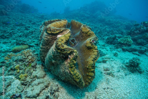 Obraz 大シャコ貝