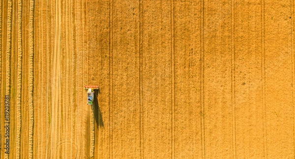 Fototapeta Harvester machine working in field . Combine harvester agriculture machine harvesting golden ripe wheat field. Agriculture. Aerial view. From above.