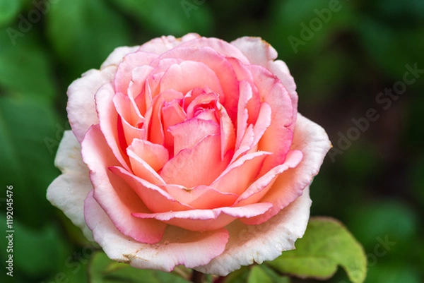 Fototapeta Close-up of a pink rose on green background