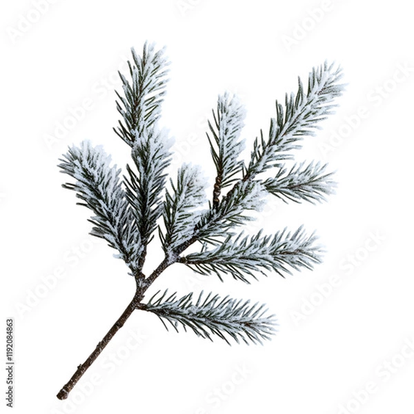 Fototapeta Frosted pine branch isolated on transparent background, cut out, png, clipping path