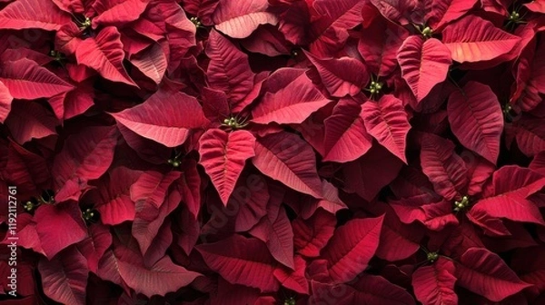 Fototapeta Rich red poinsettia leaves with dark green centers in a dense, festive pattern