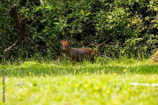 Fototapeta A southern pudu (Pudu puda) at the forest edge. Chiloé, Chile.