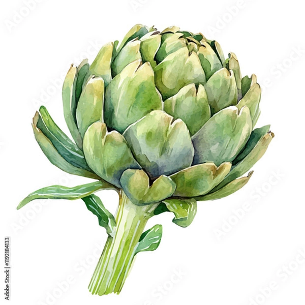 Fototapeta A watercolor of a fresh artichoke, isolated on a white background. Artichoke vector.
