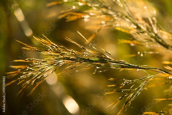 Fototapeta Grass macro, grass field in sun backlight