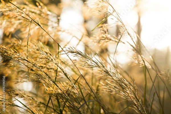 Fototapeta Grass macro, grass field in sun backlight
