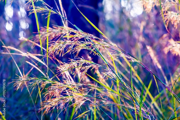 Fototapeta Grass macro, grass field in sun backlight