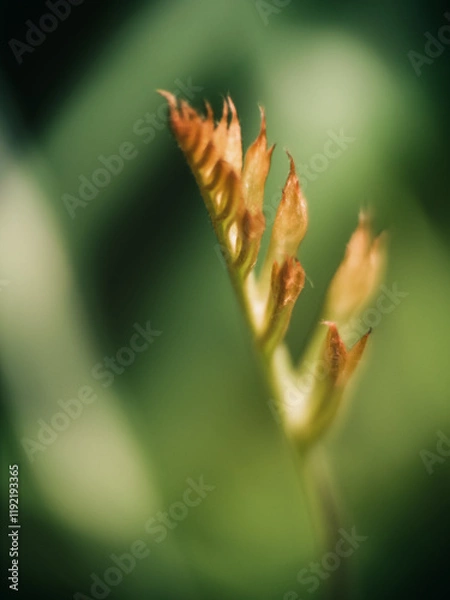 Fototapeta Plant leaf