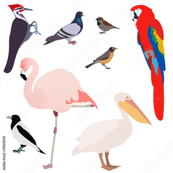 Obraz poultry, many different species of birds on a white background ,