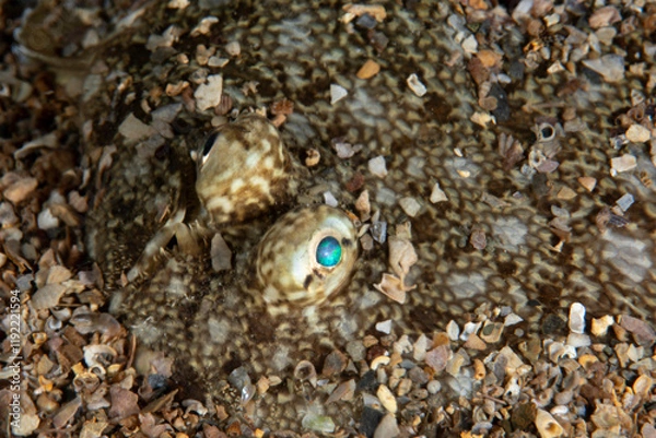 Fototapeta The true soles are a family, Soleidae, of flatfishes.