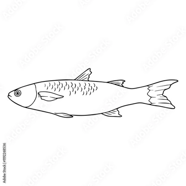 Obraz mullet fish line vector illustration