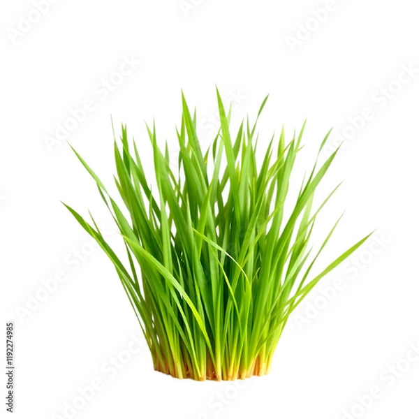 Fototapeta Green grass isolated on white background with fresh plants and healthy leaves, symbolizing nature, spring, and growth