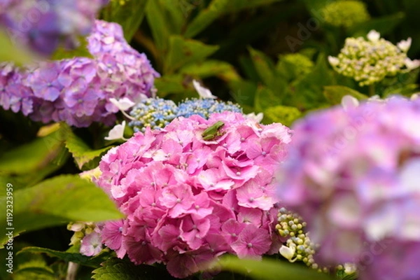 Obraz 紫陽花の森