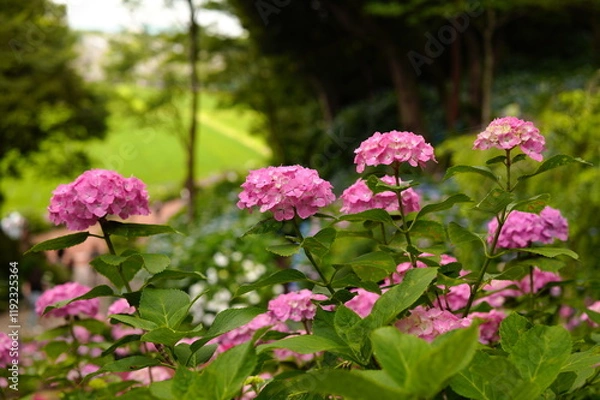 Obraz 紫陽花の森