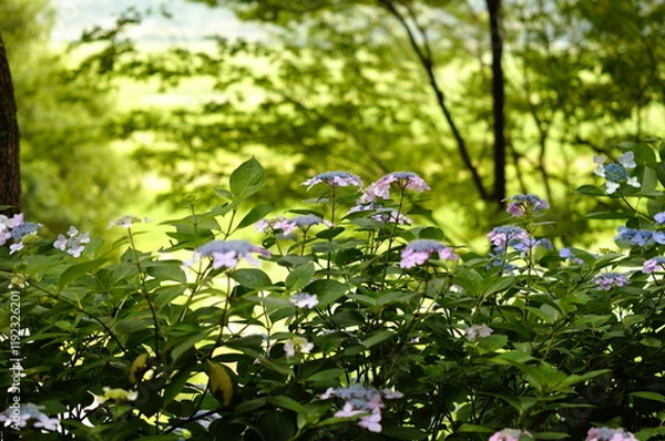 Fototapeta 紫陽花の森