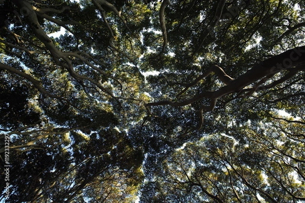 Fototapeta クラウンシャイネス