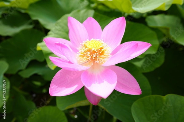 Fototapeta 蓮の花