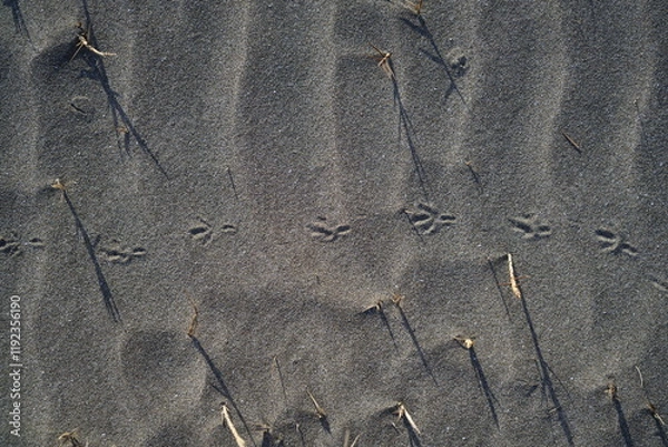 Fototapeta 砂浜に鳥の足跡