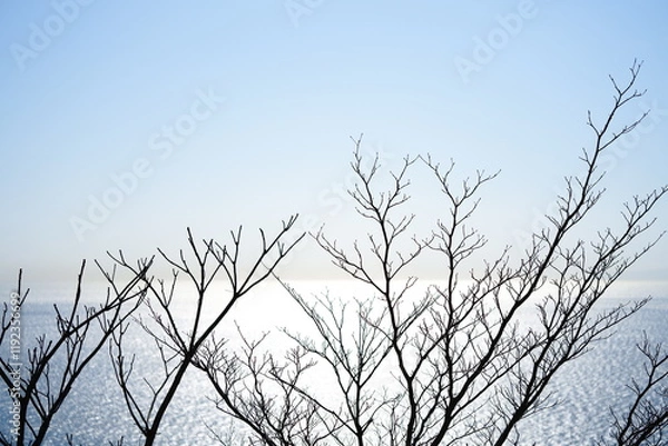 Fototapeta 枯れ木と水平線