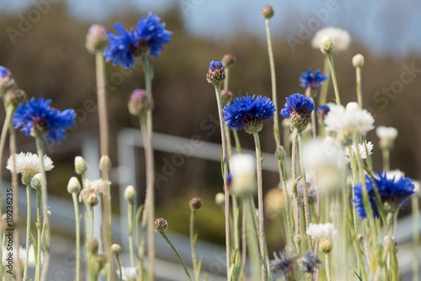 Obraz Centaurea cyanus flowers