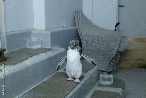 Fototapeta キョロキョロペンギン、好奇心爆発！