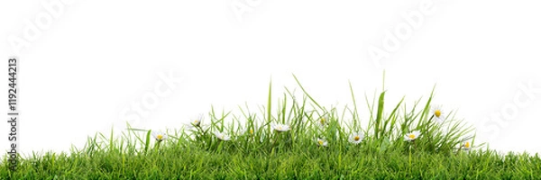 Obraz A vibrant, fresh spring green grass lawn edge border, adorned with daisy flowers isolated against a transparent background.