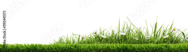 Obraz A bright green grass cut lawn edge border with daisy flowers growing in an isolated patch of uncut grass against a transparent background.