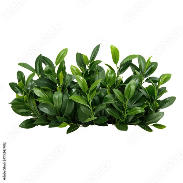 Obraz Lush green foliage, vibrant leaves, dense shrubbery, boxwood clipping, plant arrangement, natural greenery, isolated on transparent background.
