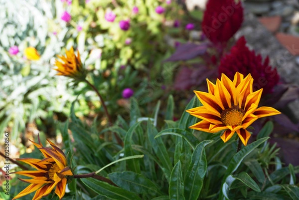 Fototapeta 日陰で咲くガザニア